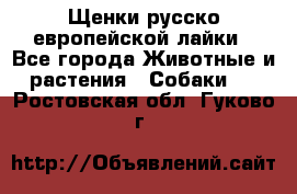 Щенки русско европейской лайки - Все города Животные и растения » Собаки   . Ростовская обл.,Гуково г.